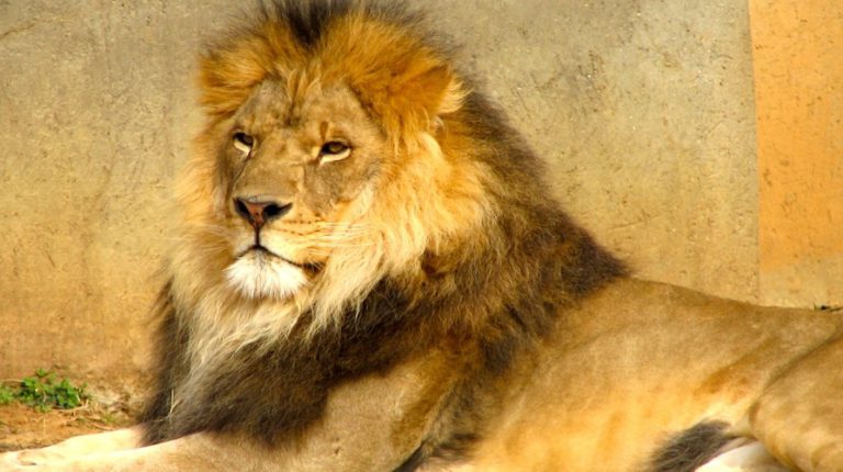 Lion personality