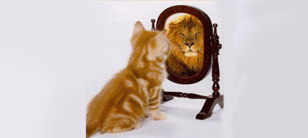 Lion in the mirror