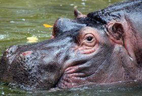 The Hippo Personality