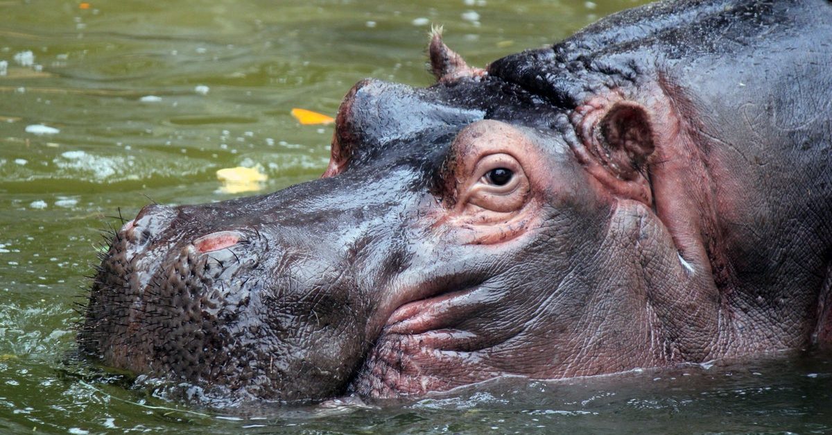 Personality of a hippo
