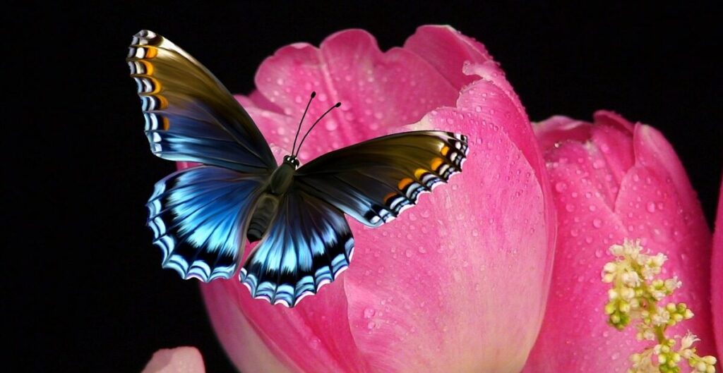 Wisdom is a butterfly