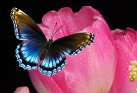 Wisdom is a Butterfly